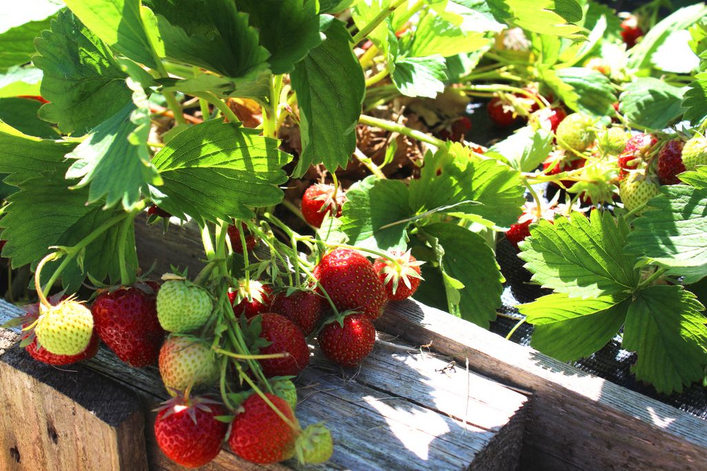 Erdbeeren im Garten.