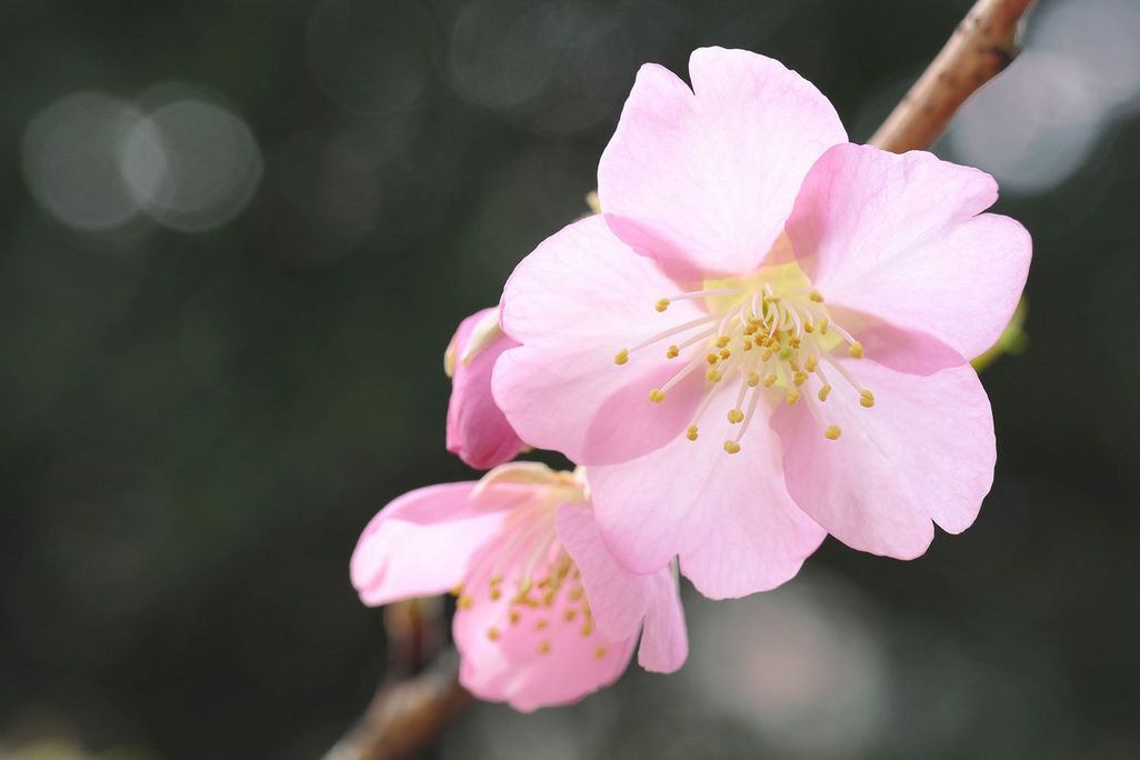 Motive aus der Natur eignen sich ideal für den „Bokeh“-Effekt, wie zum Beispiel Blüten, Blätter oder Wassertropfen. 