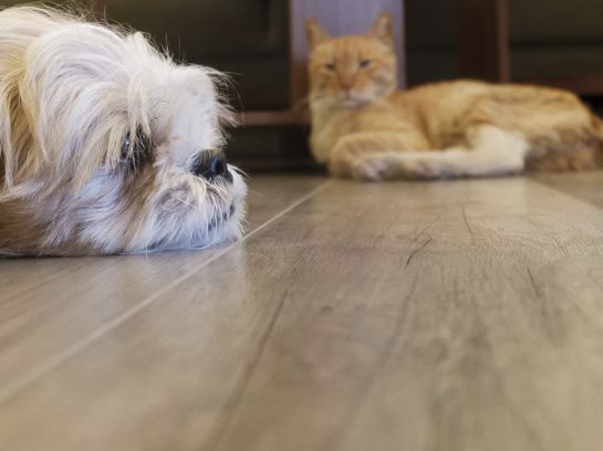 Smarte Technik für Hund und Katze