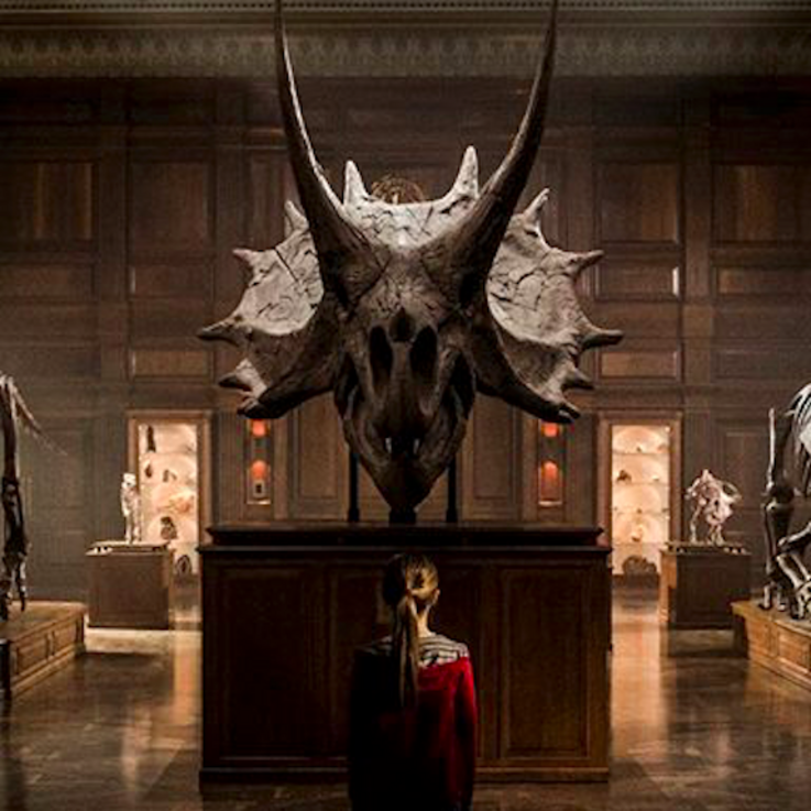 Mädchen steht allein vor dem Skelett eines Triceratops.  
