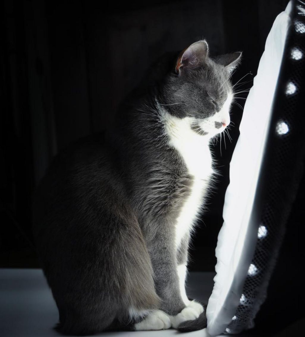 Katze vor einer Tageslichtlampe