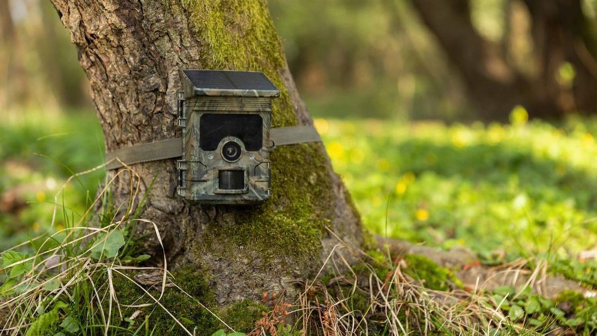 Buy a wildlife camera: Observe animals in your own garden