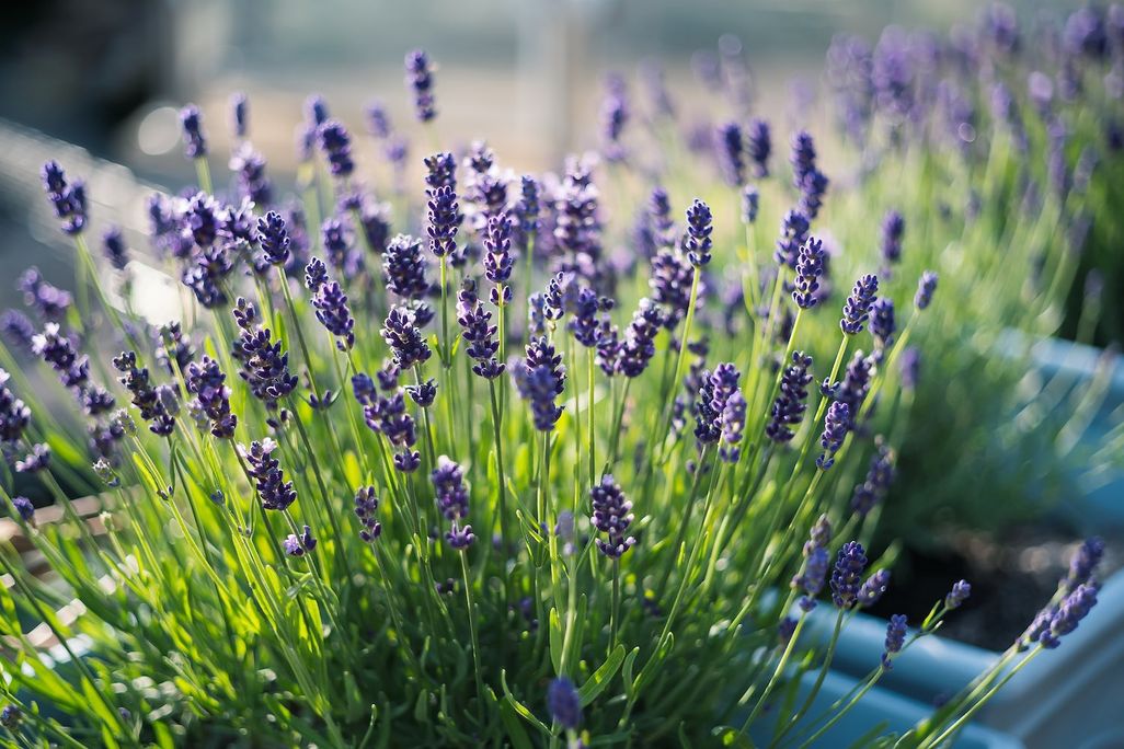 Pflanzen wie beispielsweise Lavendel helfen Wasser sparen