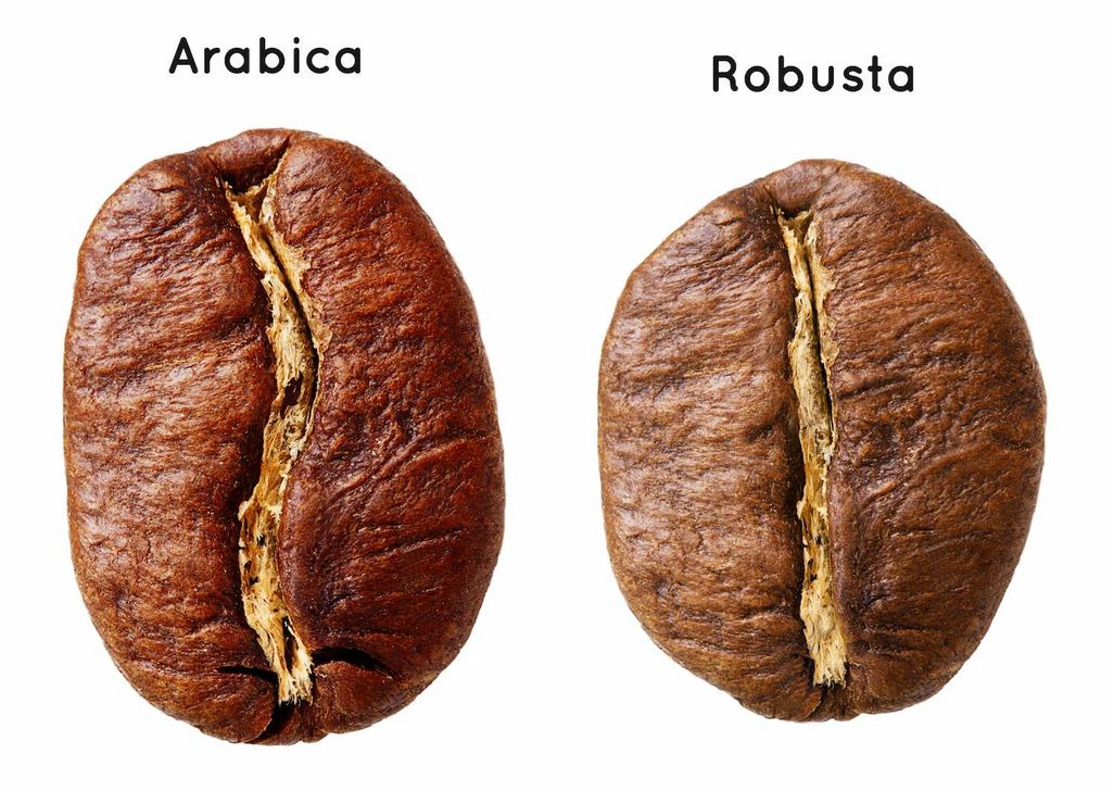 Arabica vs. Robusta: Welche Kaffeebohne ist jetzt generell besser?