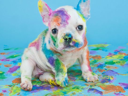 Ein Hund mit Farbe