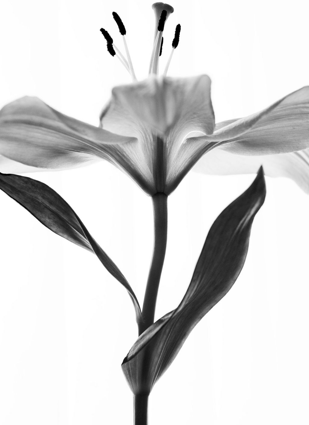 Meisterhaft in Schwarz- Weiß fotografieren
