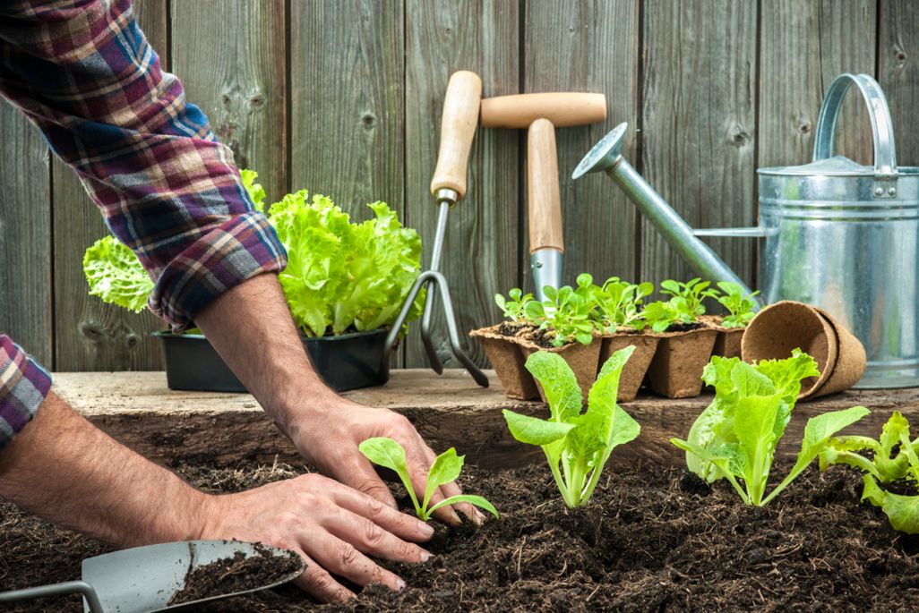 Selbstversorger-Garten: Trend hin zu eigenem Obst und Gemüse