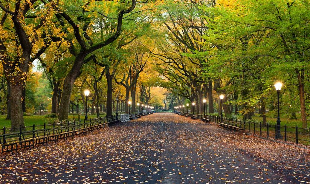 Eine Allee im Central Park