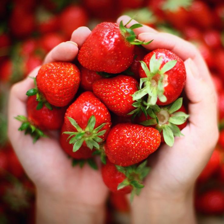 Erdbeeren. 