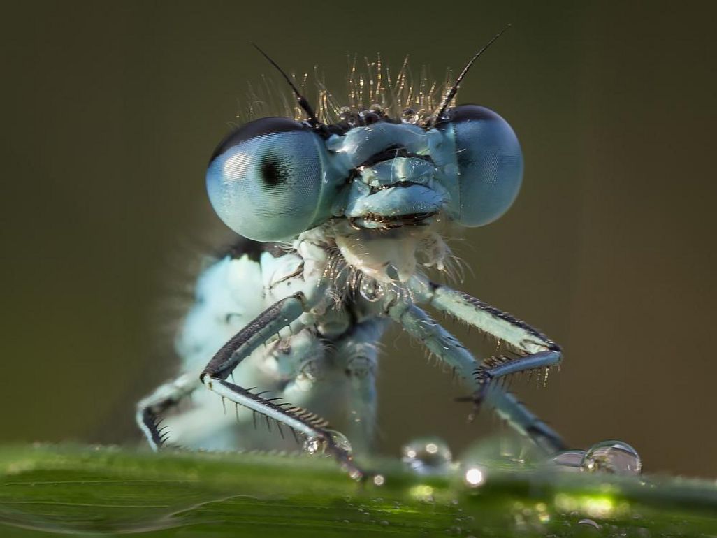 Insekten als Beispiel für Makrofotografie