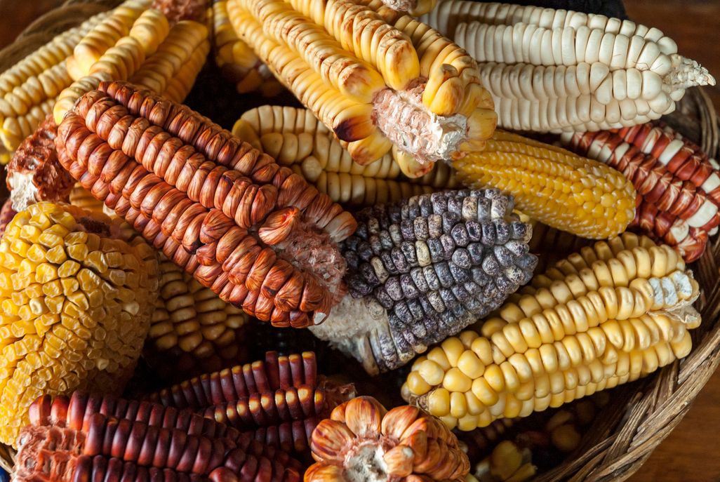 Mais wird tatsächlich vor allem in Lateinamerika auch zu Mehl verarbeitet.