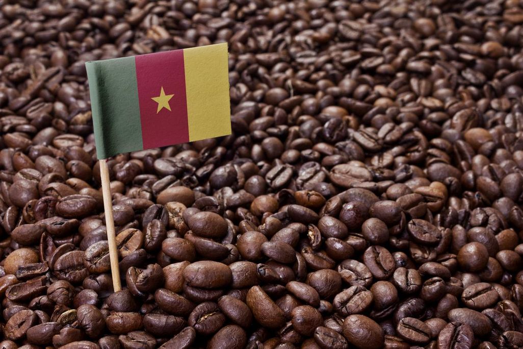 Koffeinfreien Kaffee in Kamerun entdeckt.