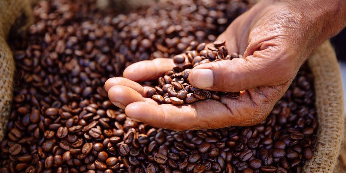Kaffeewissen: Arabica versus Robusta