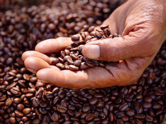 Kaffeewissen: Arabica versus Robusta