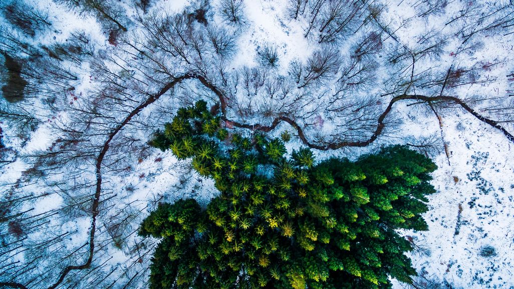 Kategorie Natur & Tiere 1. Platz: „Kalbyris forest“ in Dänemark von „mbernholdt“ aufgenommen mit der Drohne „Phantom 3“.