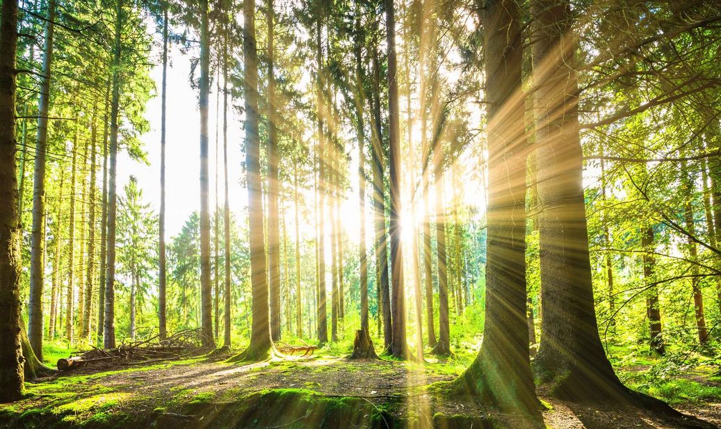 Ein Wald mit Sonnenstrahlen