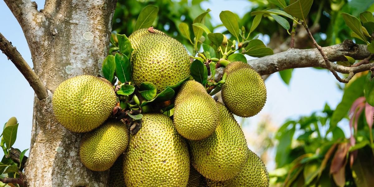 Ist die Jackfruit reif, schmeckt sie süß und ist für Desserts geeignet. 