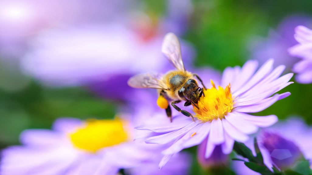 Vogelschutzhecken aus blühenden oder Früchte tragenden Sträucher sind ideal für Bienen, Hummeln und viele andere Insekten.