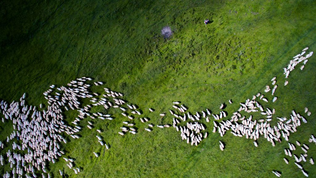Kategorie Natur & Tiere 2. Platz:  Schafsherde in Rumänien von Szabolcs Ignacz.