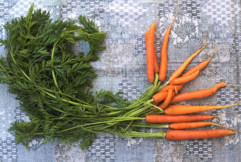 Karottengrün ist essbar und schmeckt in Salaten, Suppen und Dips.