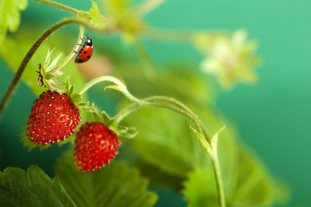 Erdbeeren richtig pflanzen